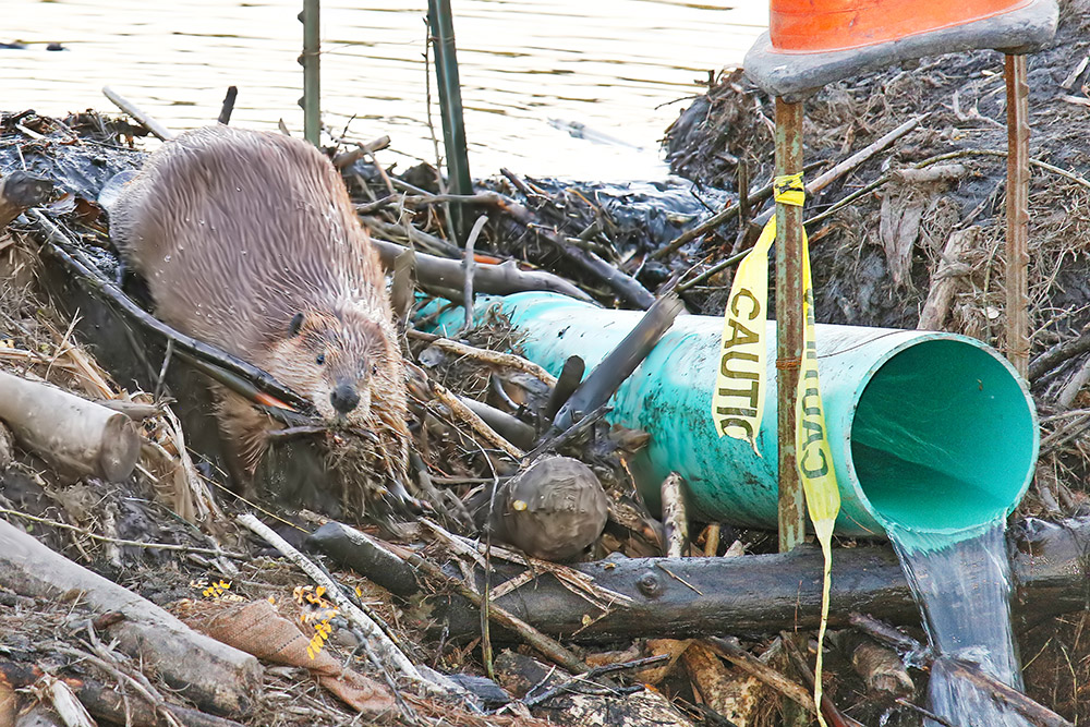 Beaver (3)