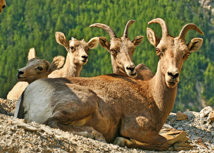 Bighorn Sheep 001_1