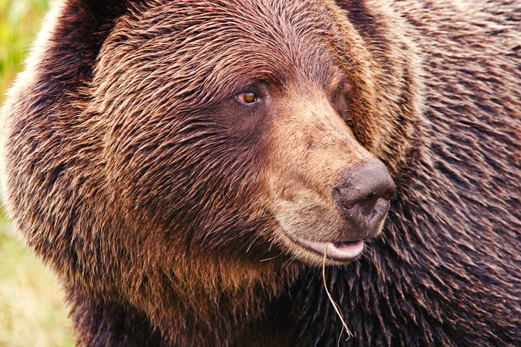 Grizzly Bear 004_1