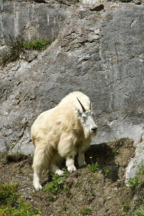 Mountain Goat 001_2