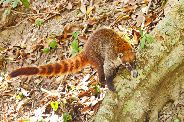 My Yaxhá Coati_20