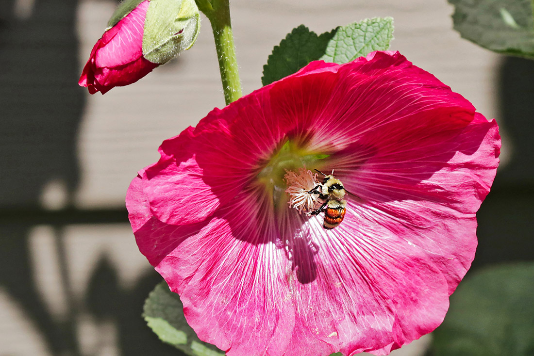 7-An Expert Pollentician” & “Bee Yourself 2